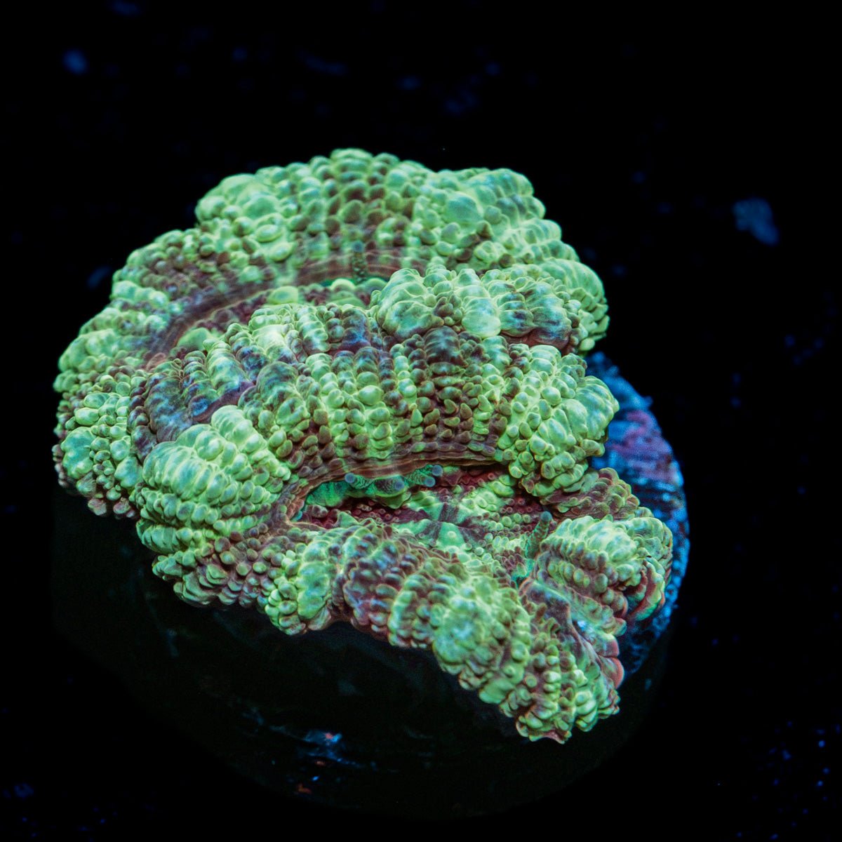 Moonlight Asian acan coral with fleshy polyps in reef aquarium