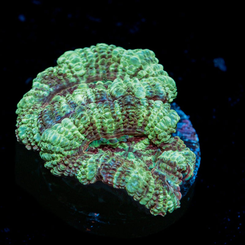 Moonlight Asian acan coral with fleshy polyps in reef aquarium