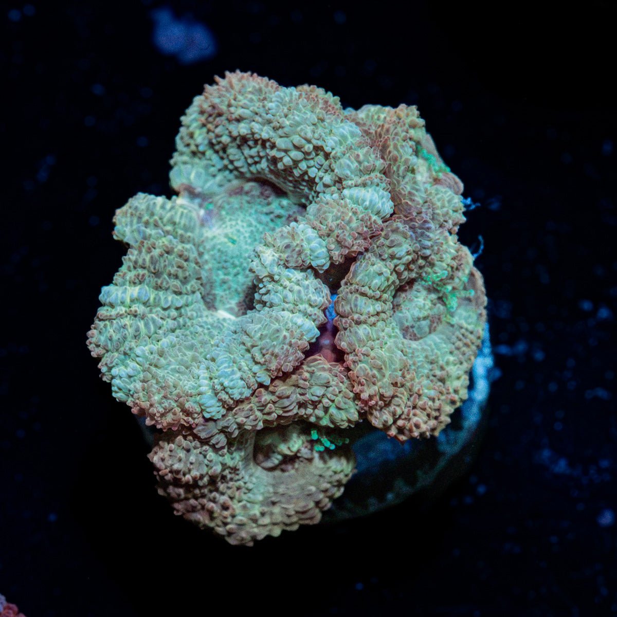 MoonLight Asian Acan Coral with fleshy polyps in reef aquarium
