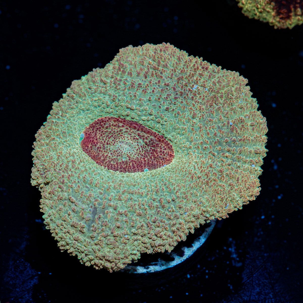 MoonLight Asian Acan Coral with fleshy polyps in reef aquarium