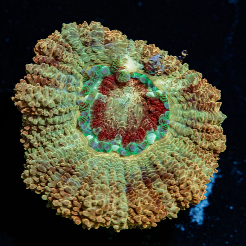 MoonLight Asian Acan Coral with fleshy polyps in reef aquarium