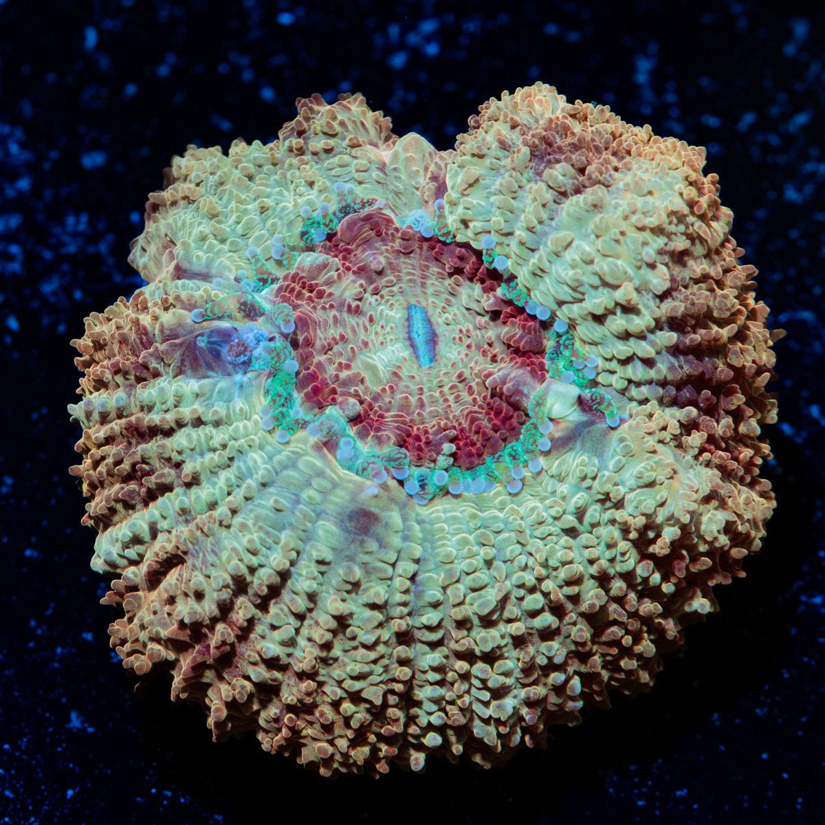 MoonLight Asian Acan Coral with fleshy polyps in reef aquarium