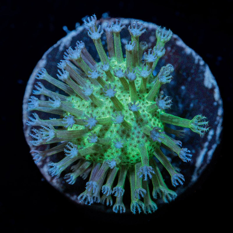 Mountain Dew Toadstool Leather Coral with mushroom disc in reef aquarium