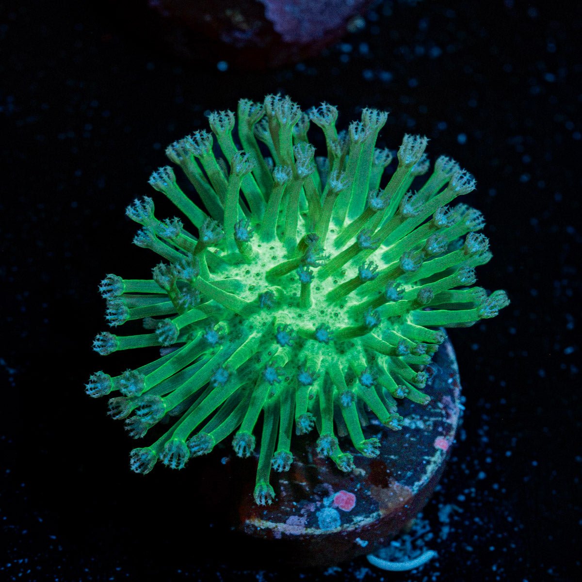 Mountain Dew Toadstool Leather Coral in reef aquarium with soft coral texture