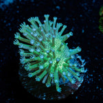 Mountain Dew Toadstool Leather Coral with mushroom disc in reef aquarium