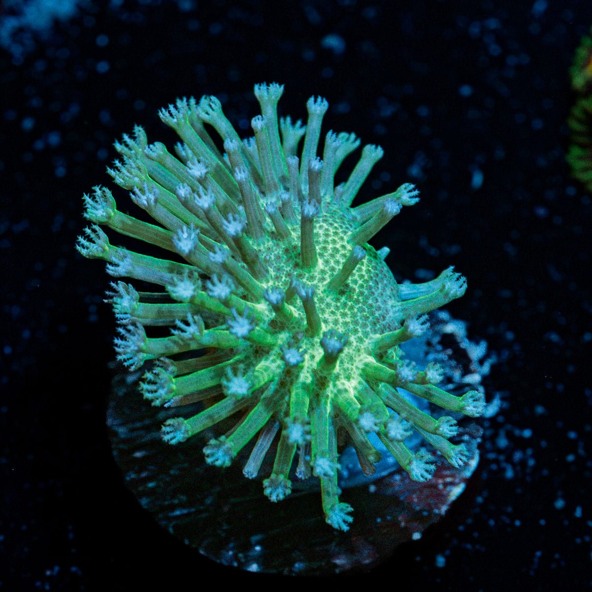 Mountain Dew Toadstool Leather Coral with mushroom disc in reef aquarium