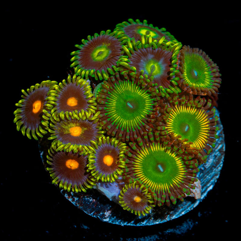 Multi Plug Zoanthid Garden Coral with colony growth in reef aquarium