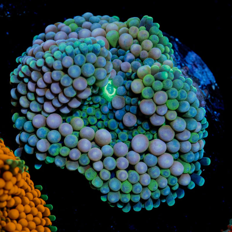 Multicolor FL Ricordea Mushroom Coral with mushroom disc in reef aquarium