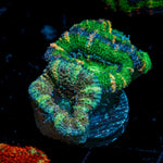 Multicolor Green Acan Micromussa Coral with fleshy polyps in reef aquarium