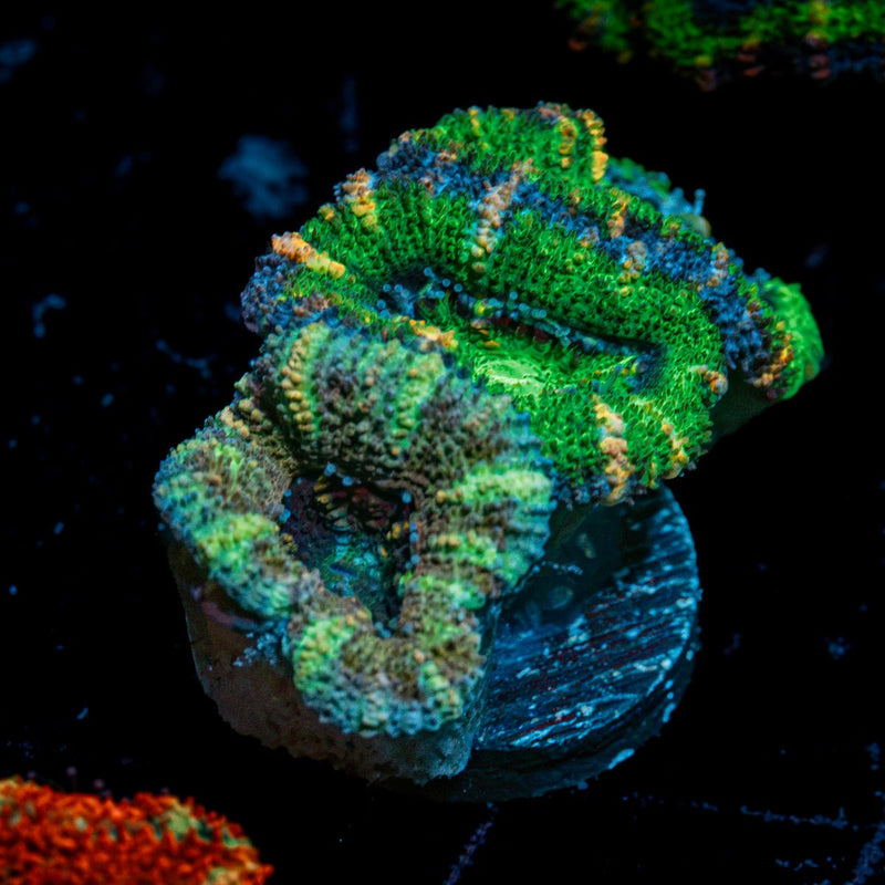 Multicolor Green Acan Micromussa Coral with fleshy polyps in reef aquarium