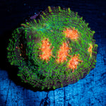 Mummy Eye Chalice with textured surface in a saltwater aquarium