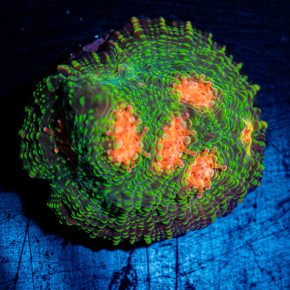 Mummy Eye Chalice with textured surface in a saltwater aquarium
