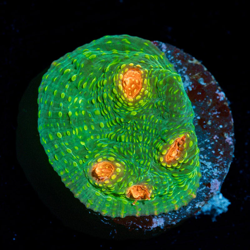 Mummy Eye Chalice Coral with encrusting growth in reef aquarium