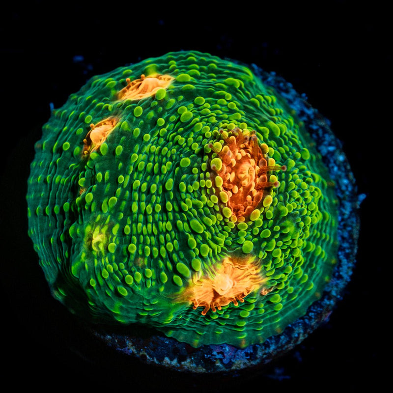 Mummy Eye Chalice Coral with encrusting growth in reef aquarium