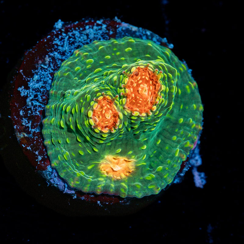 Mummy Eye Chalice Coral with encrusting growth in reef aquarium