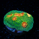Mummy Eye Chalice Coral with encrusting growth in reef aquarium