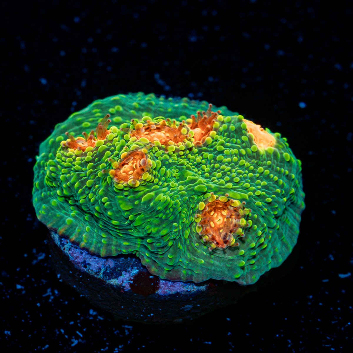 Mummy Eye Chalice Coral with encrusting growth in reef aquarium