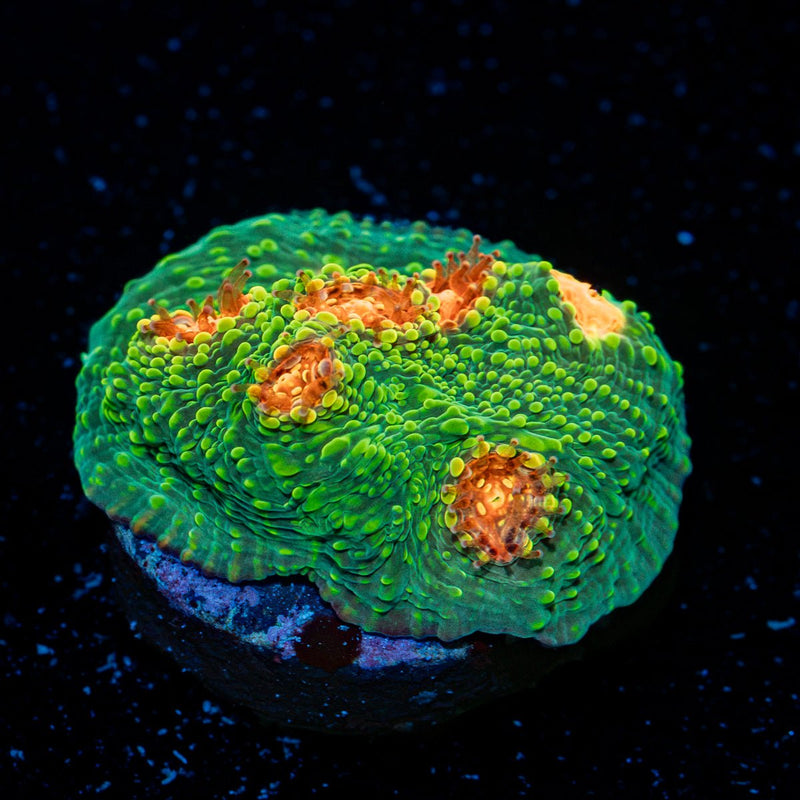 Mummy Eye Chalice Coral with encrusting growth in reef aquarium