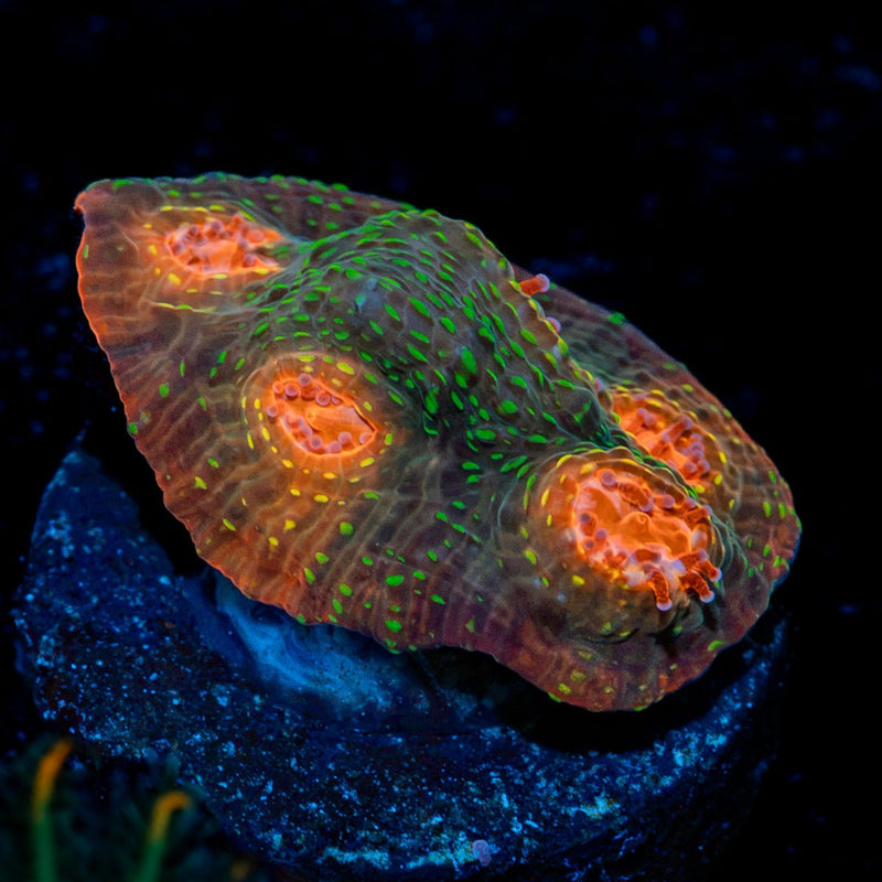 Mummy Eye Chalice Coral with encrusting growth in reef aquarium