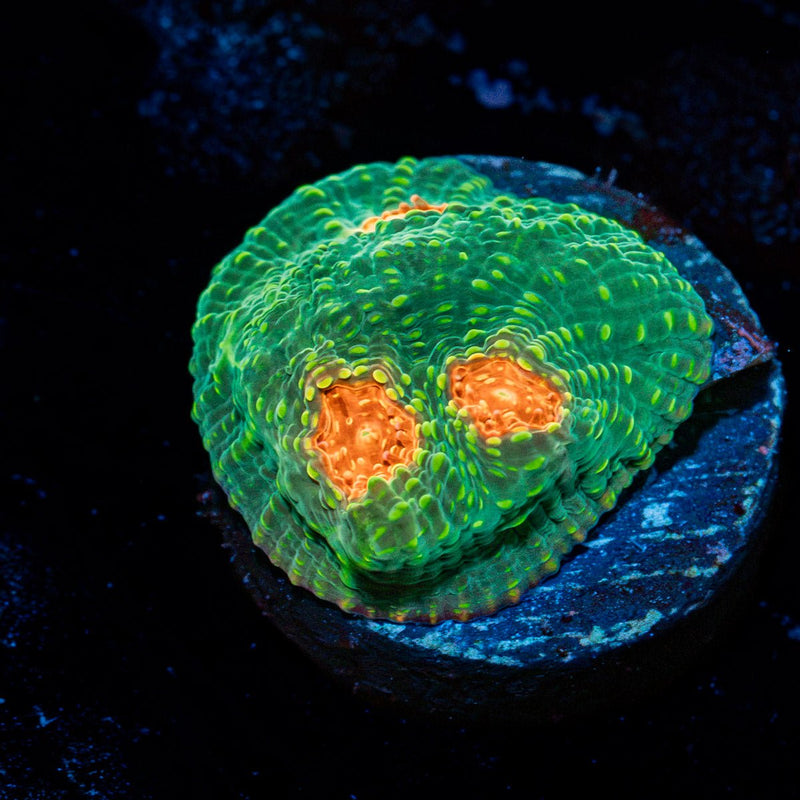 Mummy Eye Chalice Coral with encrusting growth in reef aquarium