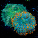 Mushroom Combo Coral with mushroom disc in reef aquarium