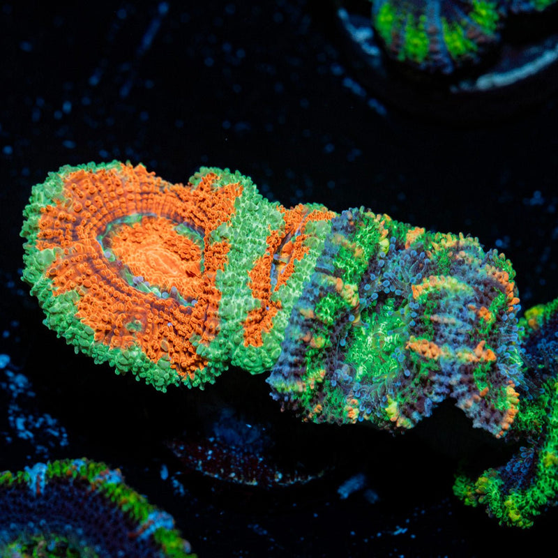 Natural Grafted Acan coral with fleshy polyps in reef aquarium