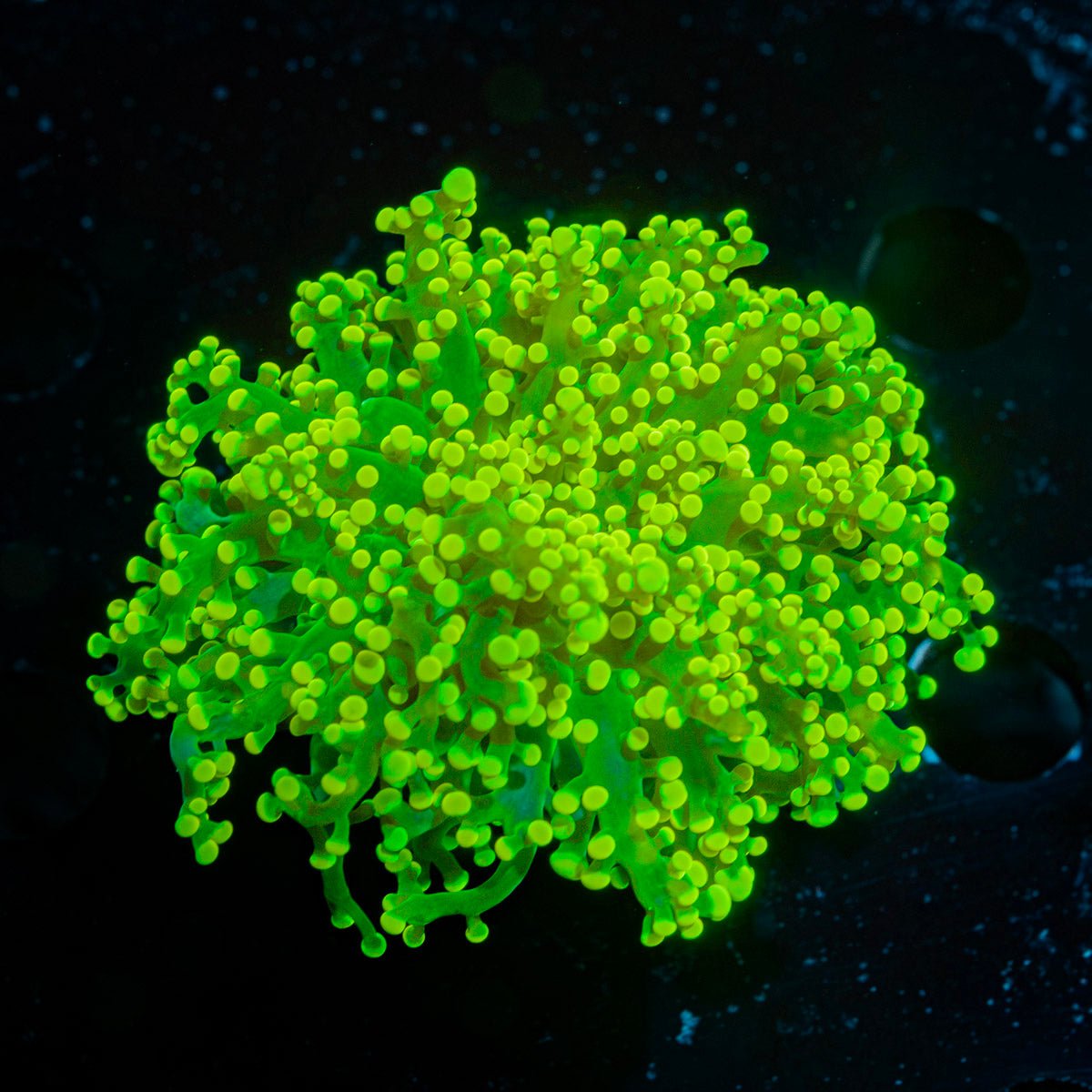Neon Green Frogspawn Euphyllia Coral with branching fleshy heads in reef aquarium