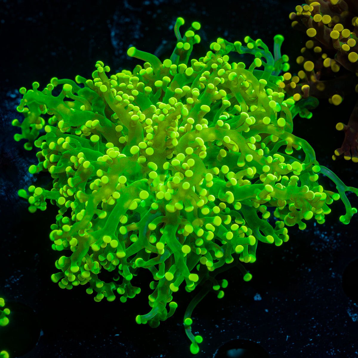 Neon Green Frogspawn Euphyllia Coral with branching fleshy heads in reef aquarium