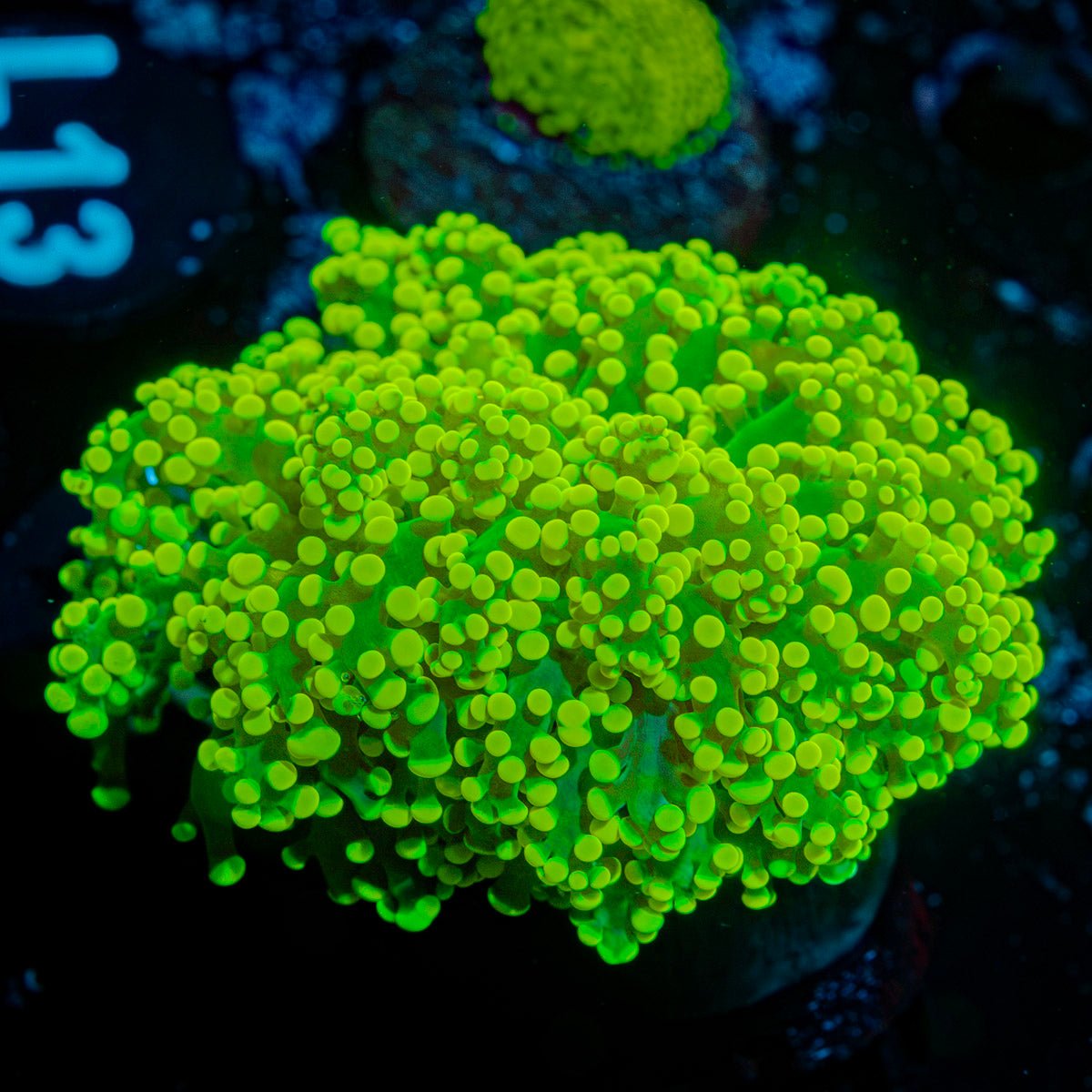 Neon Green FrogSpawn Euphyllia Coral