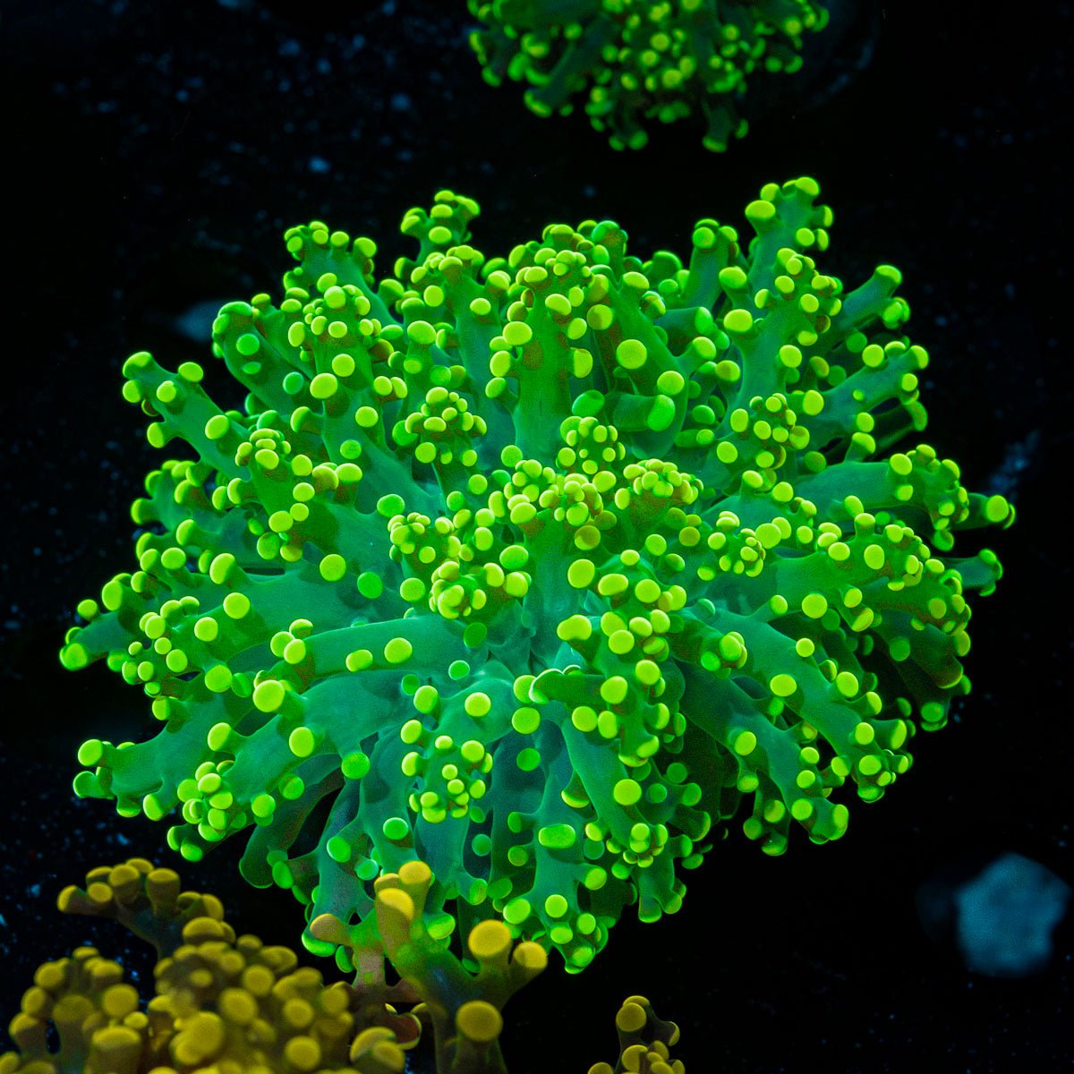 Neon Green Frogspawn Euphyllia Coral with branching fleshy heads in reef aquarium