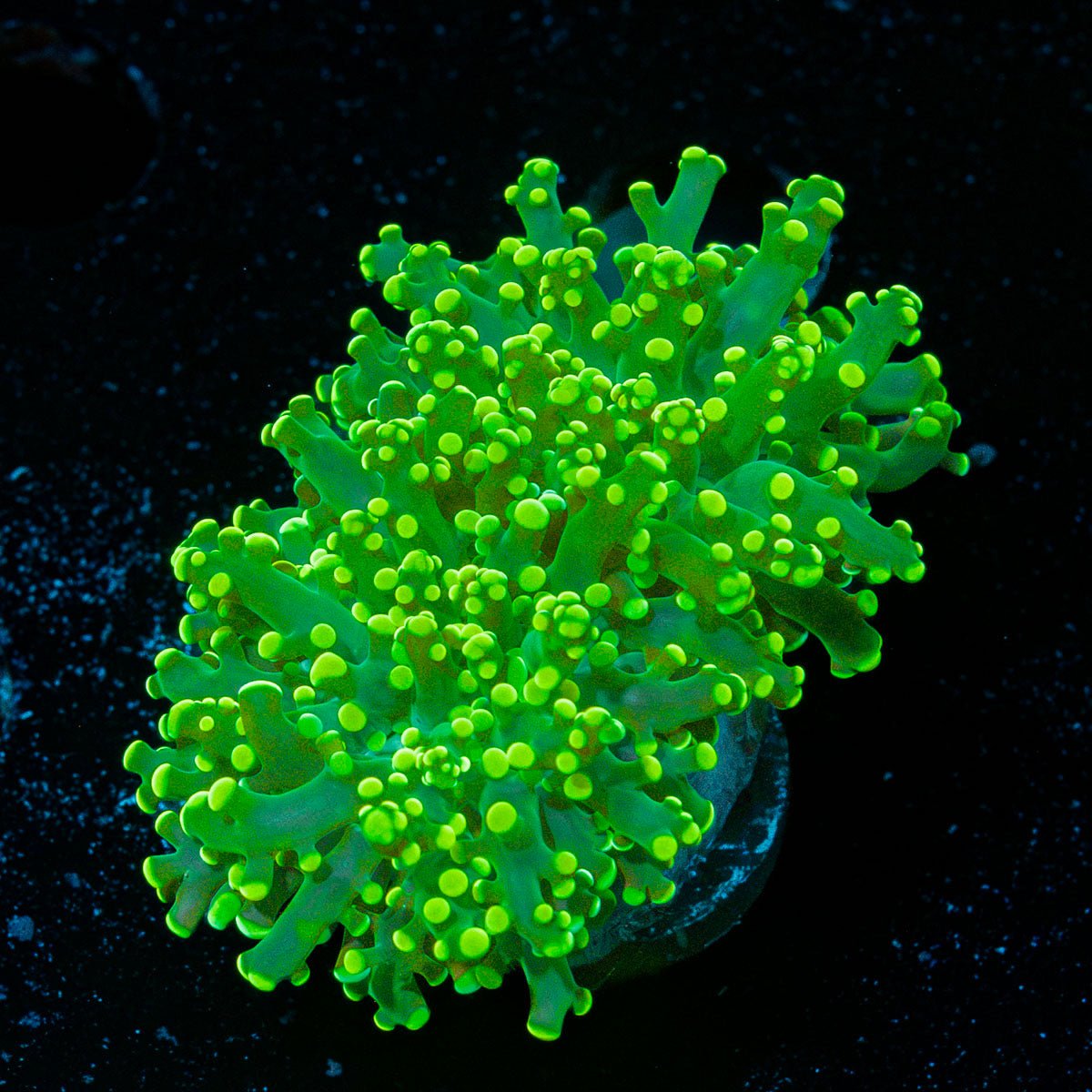 Neon Green Frogspawn Euphyllia Coral with branching fleshy heads in reef aquarium