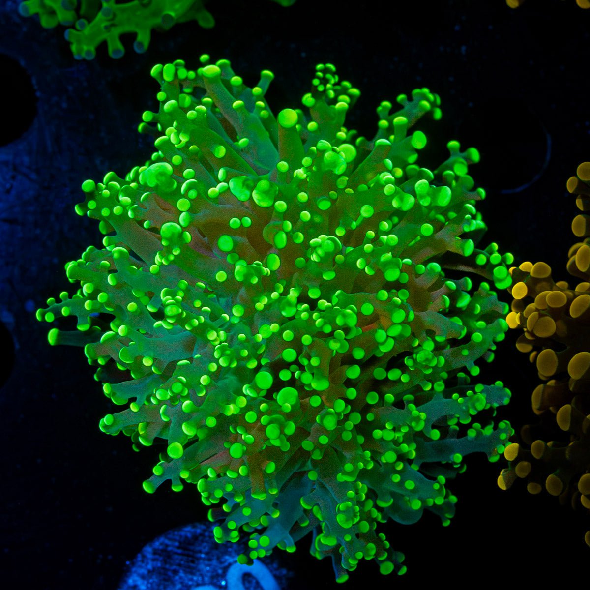 Neon Green Frogspawn Euphyllia Coral with flowing tentacles in reef aquarium