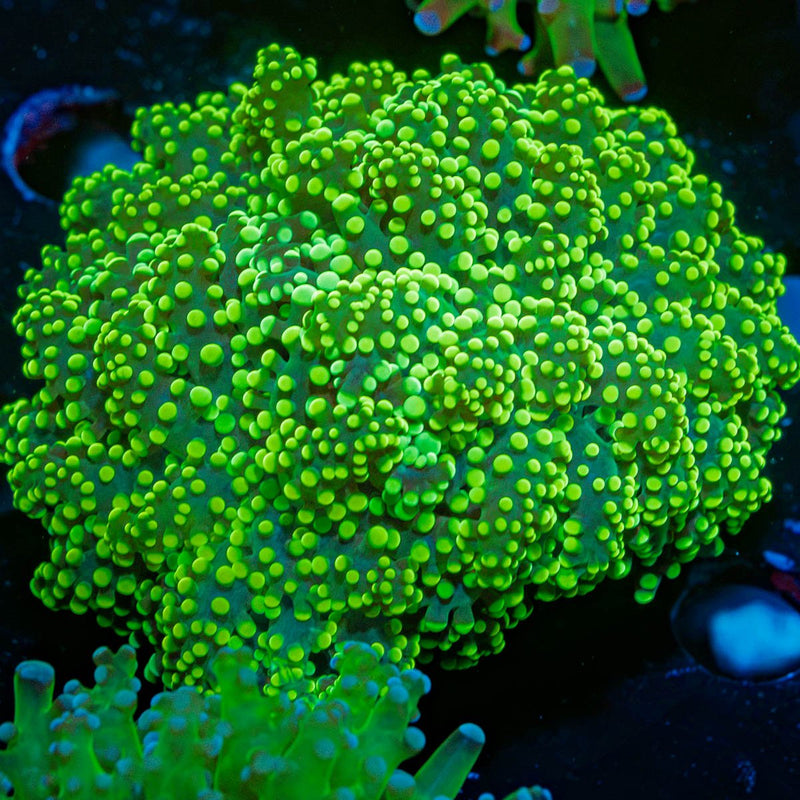 Neon Green Octospawn Coral