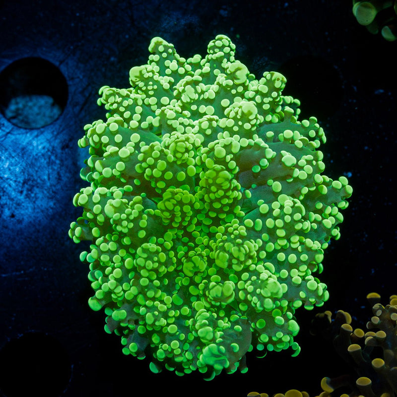 Neon Green Octospawn Euphyllia Coral with flowing tentacles in reef aquarium