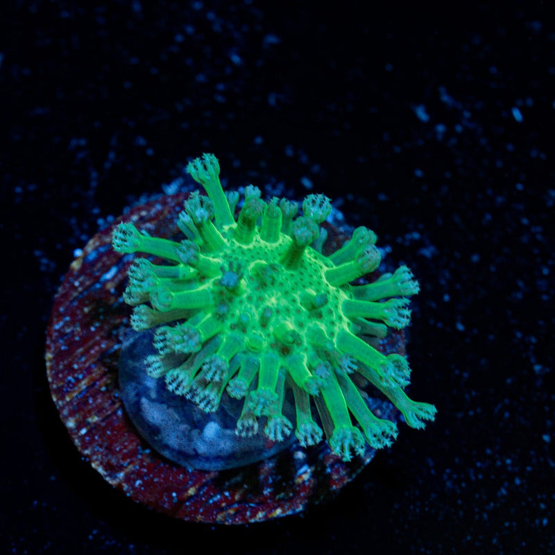 Neon green Toadstool Leather Coral with mushroom disc in reef aquarium