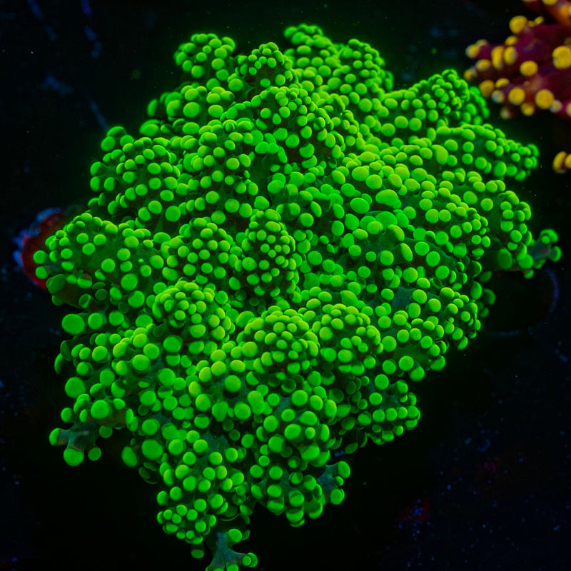 Neon Octospawn Euphyllia Coral