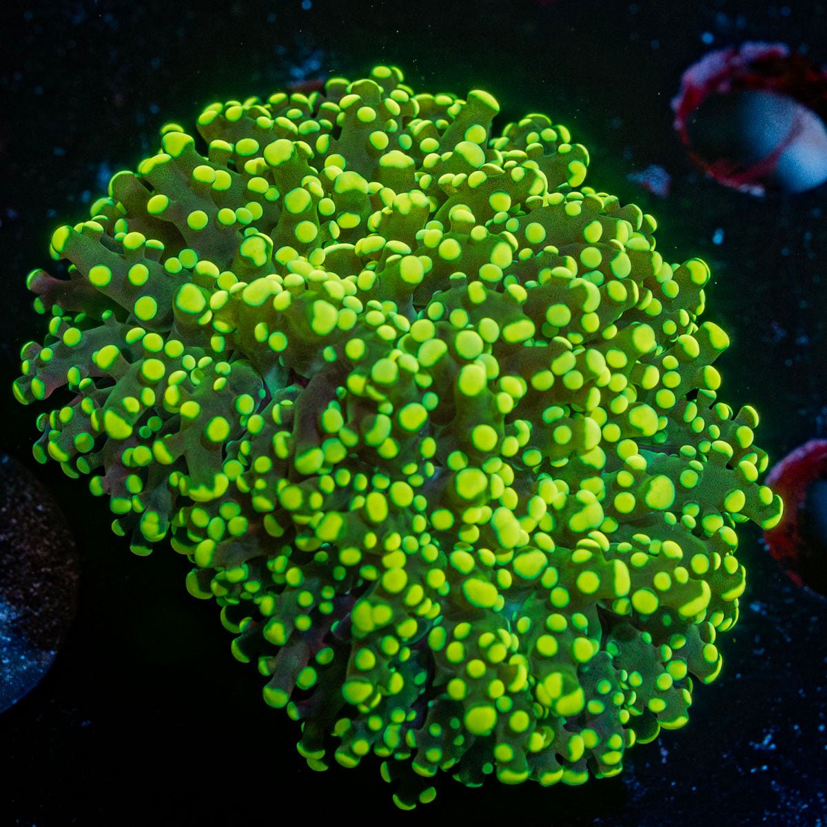 Neon Yellow Green FrogSpawn Euphyllia with branching tentacles in a reef aquarium