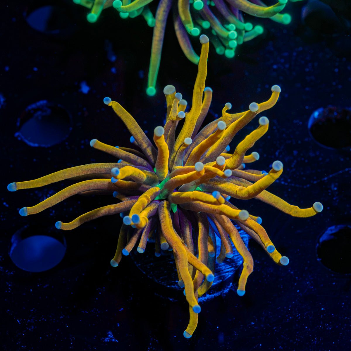 New York Knicks Euphyllia Coral with flowing tentacles in reef aquarium