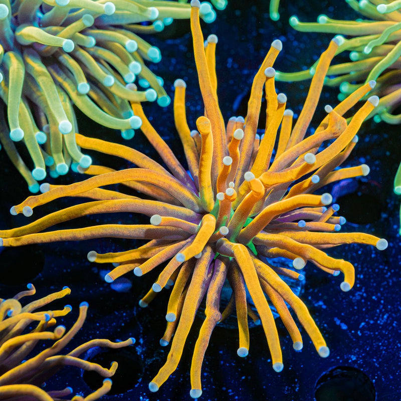 New York Knicks Euphyllia Coral with flowing tentacles in reef aquarium