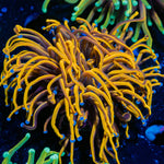 New York Knicks Euphyllia Coral with flowing tentacles in reef aquarium