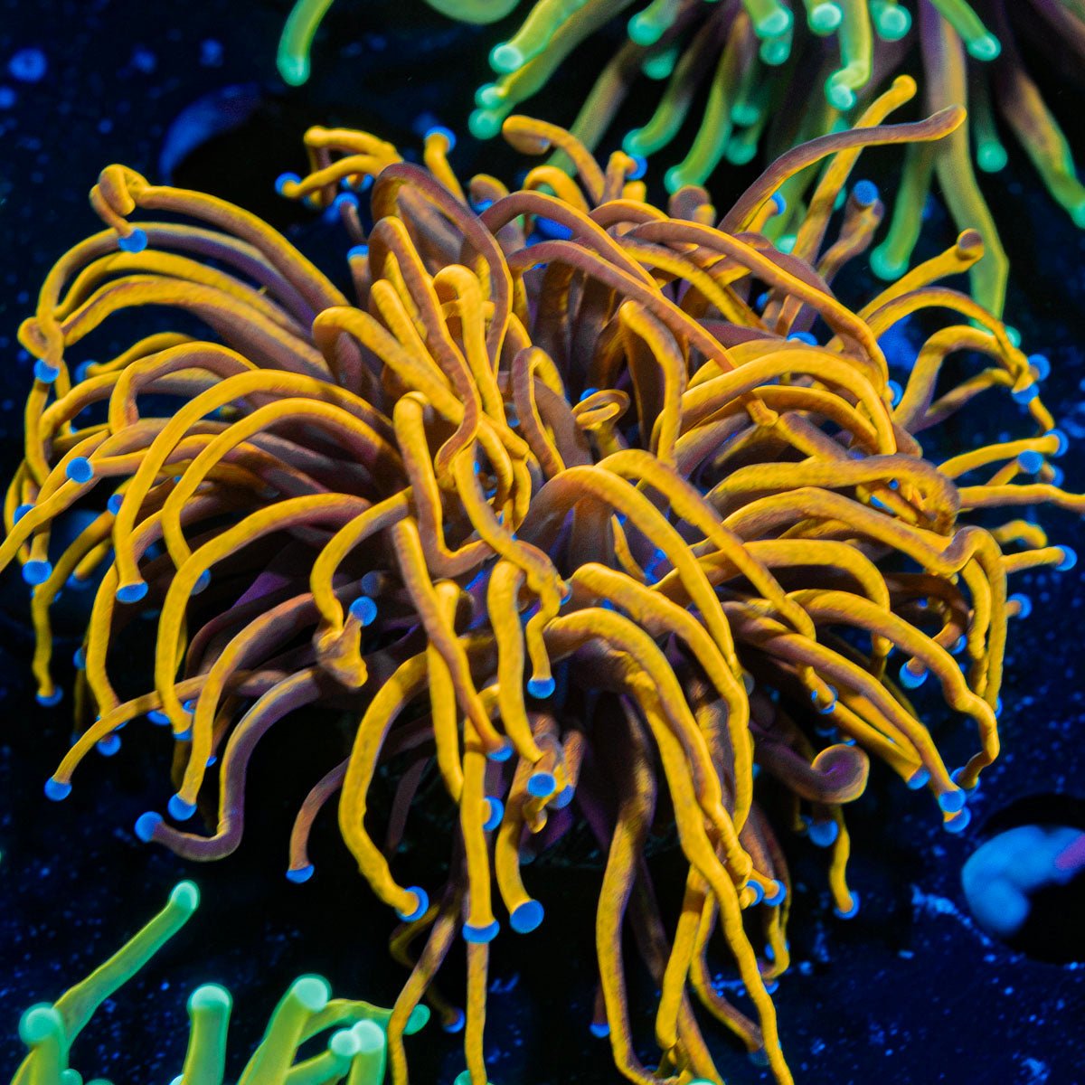 New York Knicks Euphyllia Coral with flowing tentacles in reef aquarium