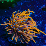 New York Knicks Torch Coral