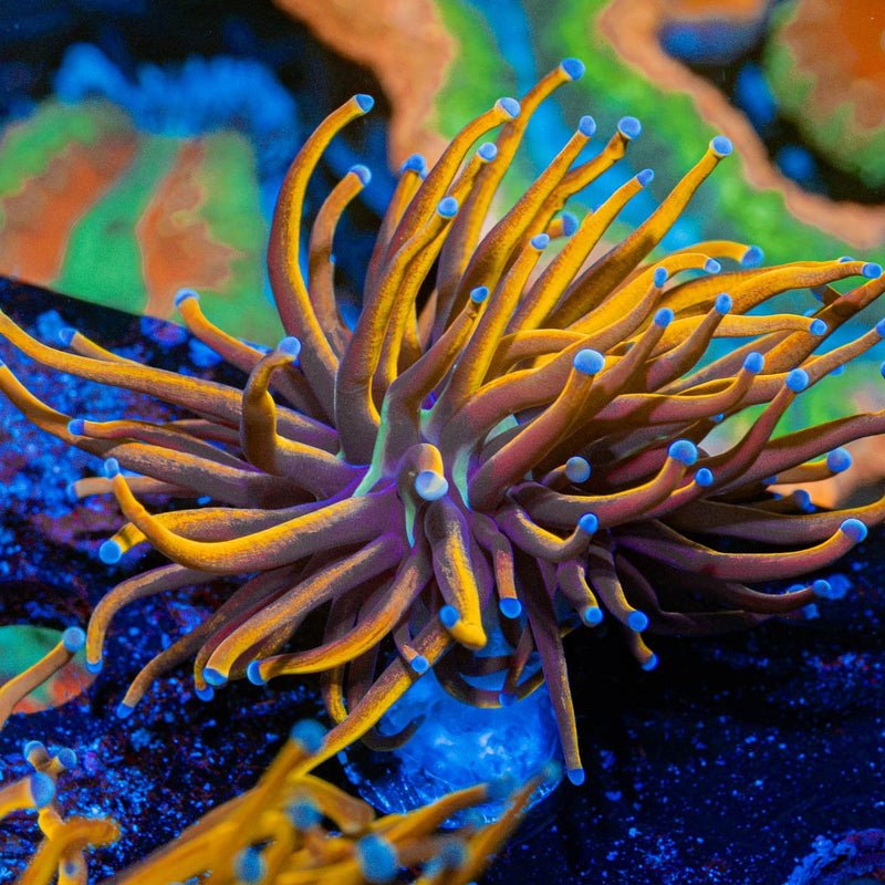 New York Knicks Torch Coral with flowing tentacles in reef aquarium