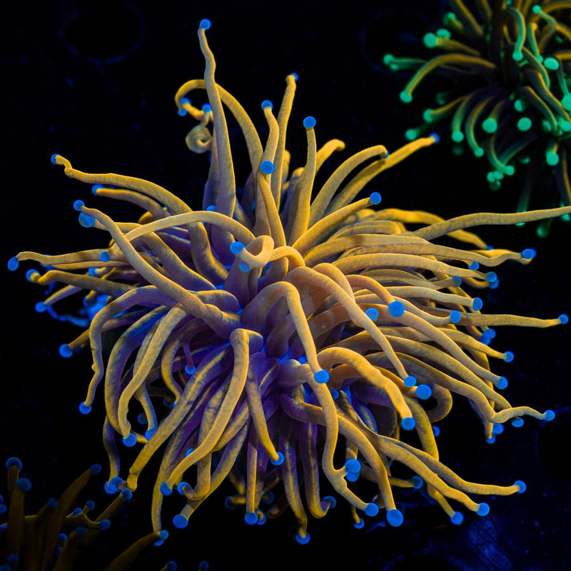 New York Knicks Torch Emilia Coral with flowing tentacles in reef aquarium