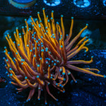 New York Knicks Torch Euphyllia Coral with flowing tentacles in reef aquarium