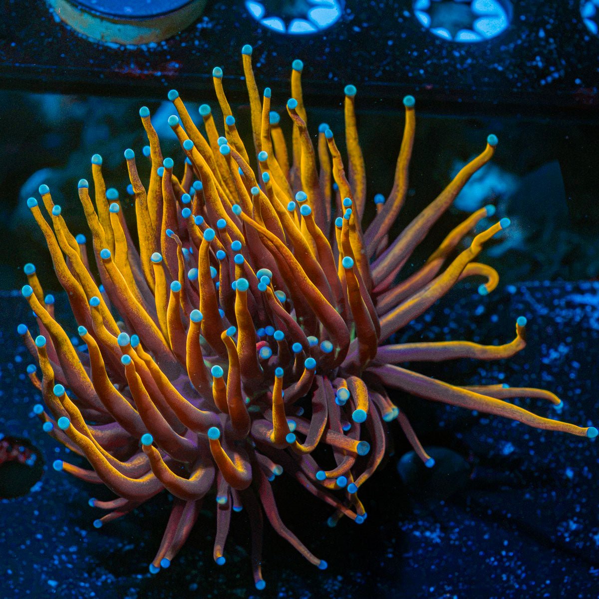 New York Knicks Torch Euphyllia Coral with flowing tentacles in reef aquarium