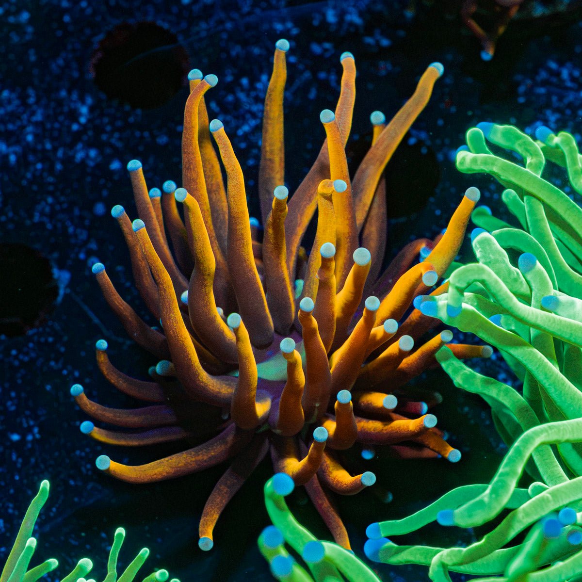 New York Knicks Torch Euphyllia Coral with flowing tentacles in reef aquarium