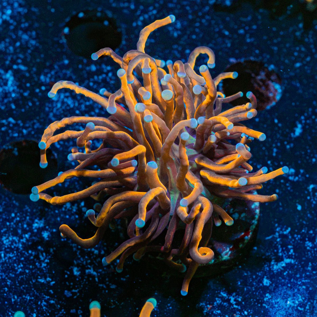 New York Knicks Torch Euphyllia Coral with flowing tentacles in reef aquarium