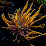 New York Knicks Torch Euphyllia Coral with flowing tentacles in reef aquarium