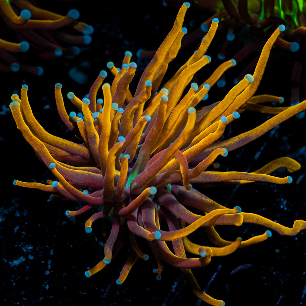 New York Knicks Torch Euphyllia Coral with flowing tentacles in reef aquarium